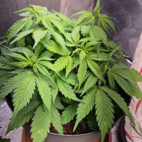 Passion Fruitz #1 growlog timeline photo