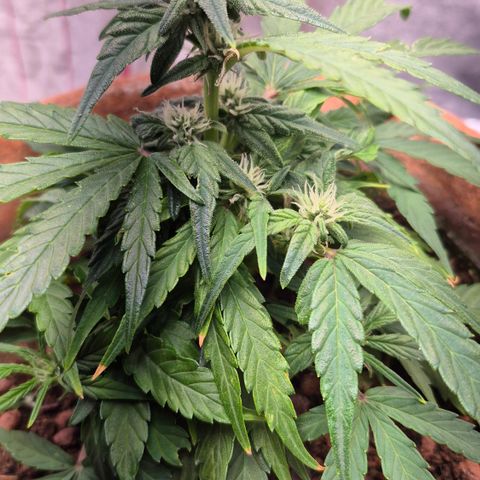 Passion Fruitz #1 growlog timeline photo