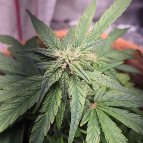 Passion Fruitz #1 growlog timeline photo