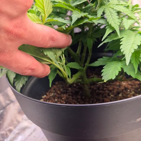 Passion Fruitz #1 growlog timeline photo