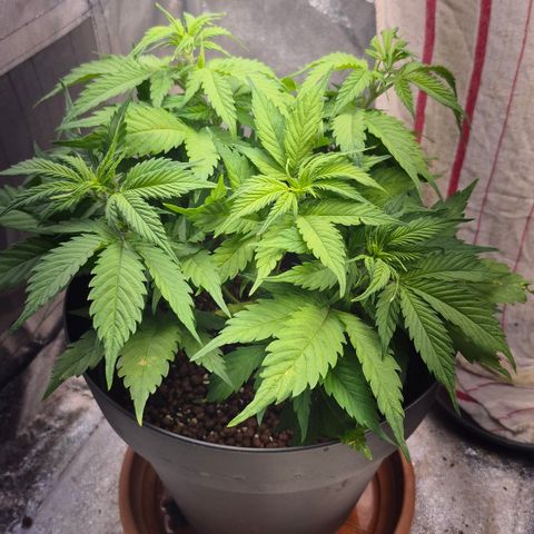 Passion Fruitz #1 growlog timeline photo