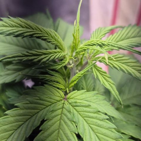 Passion Fruitz #1 growlog timeline photo