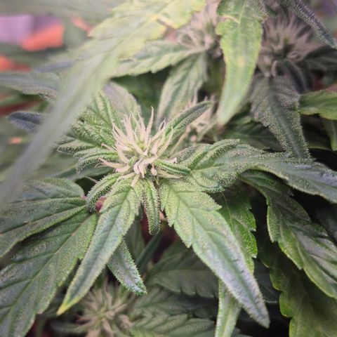 Passion Fruitz #1 growlog timeline photo