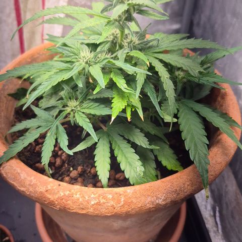 Passion Fruitz #1 growlog timeline photo