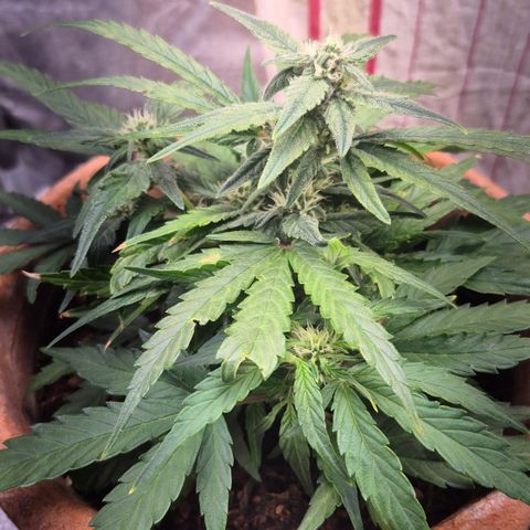 Passion Fruitz #1 growlog timeline photo