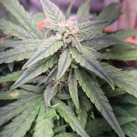 Passion Fruitz #1 growlog timeline photo