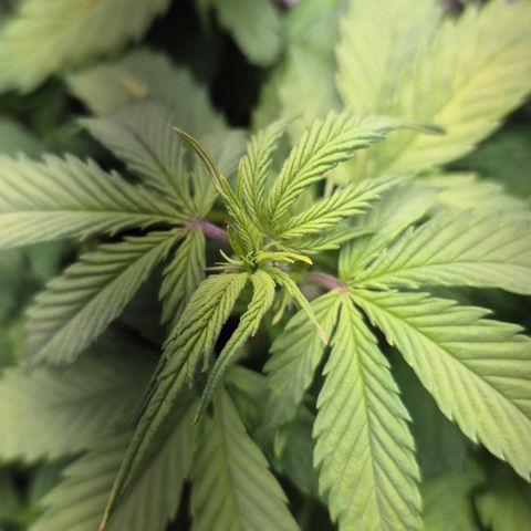 Passion Fruitz #1 growlog timeline photo