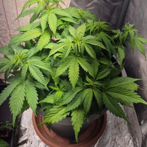 Passion Fruitz #1 growlog timeline photo