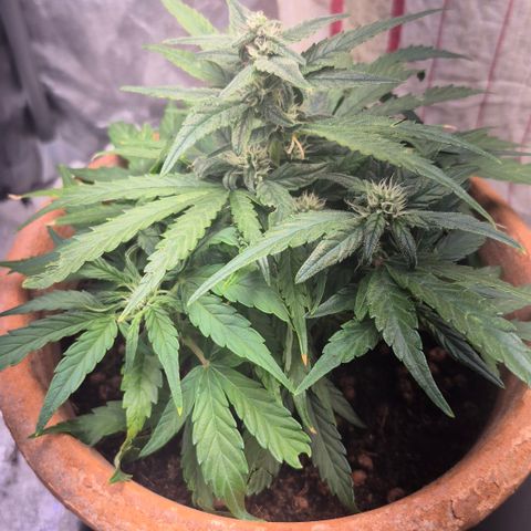 Passion Fruitz #1 growlog timeline photo