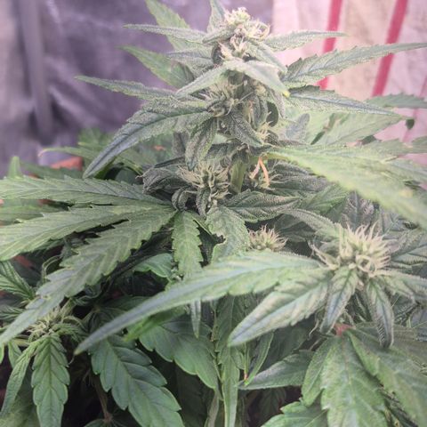Passion Fruitz #1 growlog timeline photo