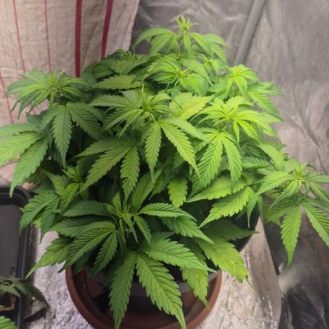 Passion Fruitz #1 growlog timeline photo