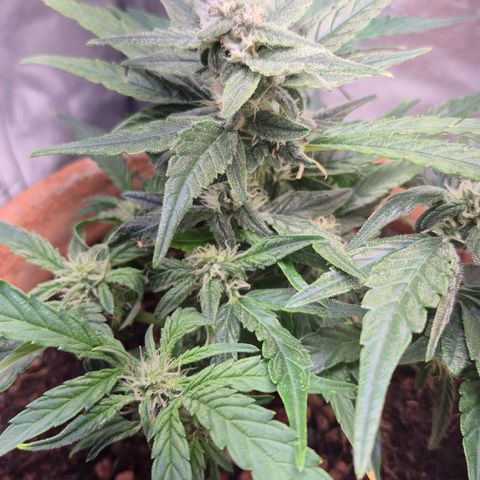 Passion Fruitz #1 growlog timeline photo