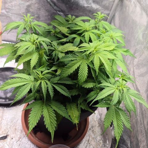 Passion Fruitz #1 growlog timeline photo