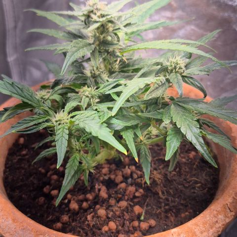 Passion Fruitz #1 growlog timeline photo