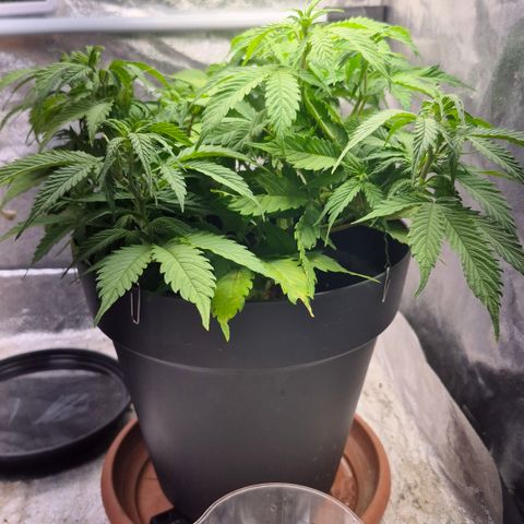 Passion Fruitz #1 growlog timeline photo