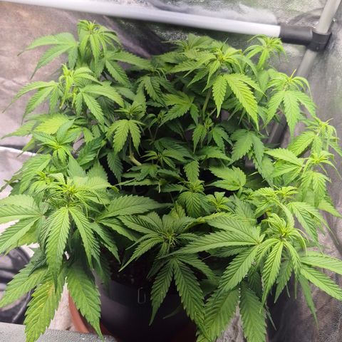 Passion Fruitz #1 growlog timeline photo