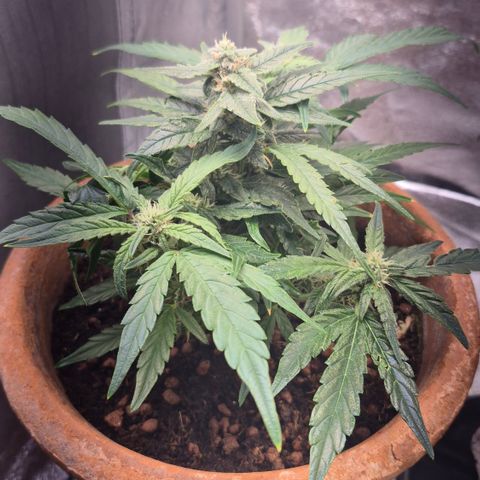 Passion Fruitz #1 growlog timeline photo