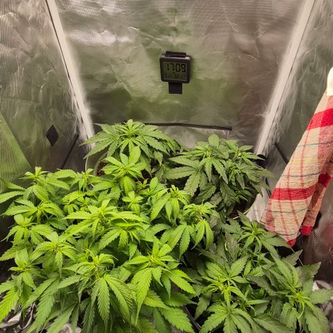 Passion Fruitz #1 growlog timeline photo