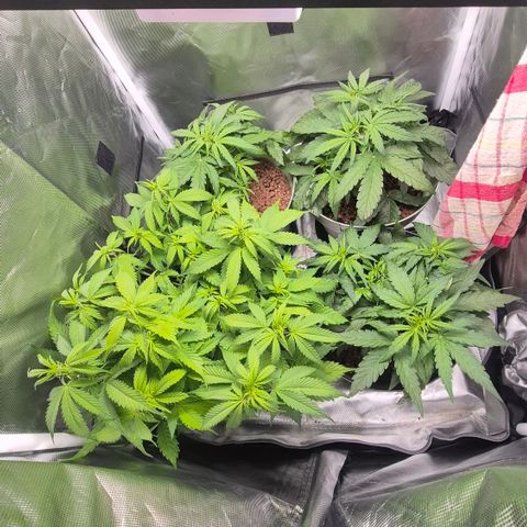 Passion Fruitz #1 growlog timeline photo