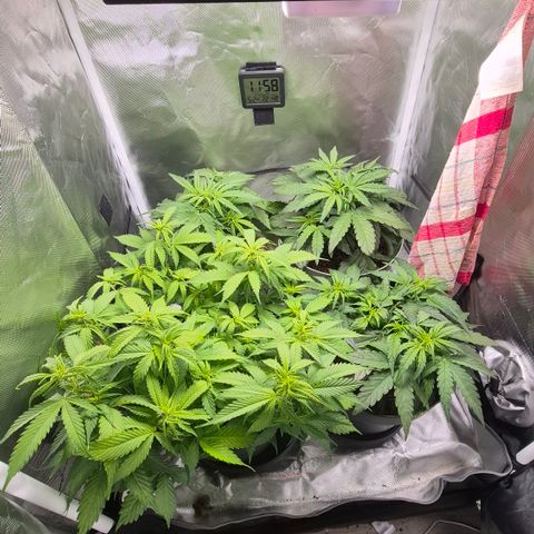 Passion Fruitz #1 growlog timeline photo