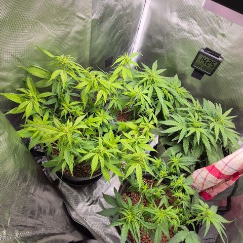 Passion Fruitz #1 growlog timeline photo