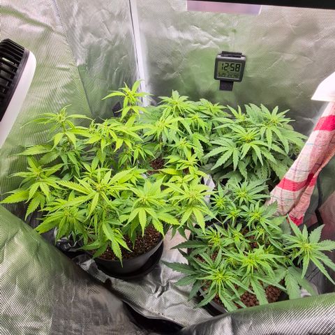 Passion Fruitz #1 growlog timeline photo