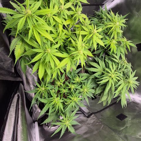 Passion Fruitz #1 growlog timeline photo