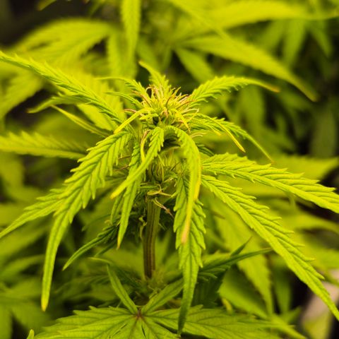Passion Fruitz #1 growlog timeline photo