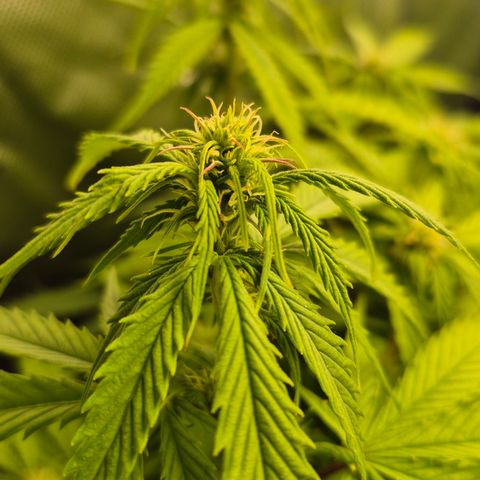 Passion Fruitz #1 growlog timeline photo
