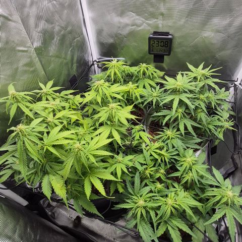 Passion Fruitz #1 growlog timeline photo