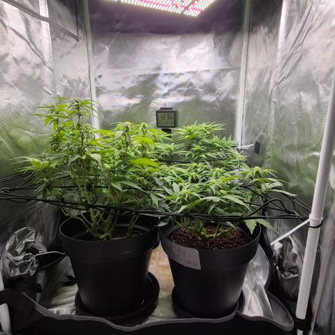 Passion Fruitz #1 growlog timeline photo