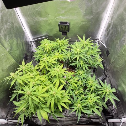 Passion Fruitz #1 growlog timeline photo