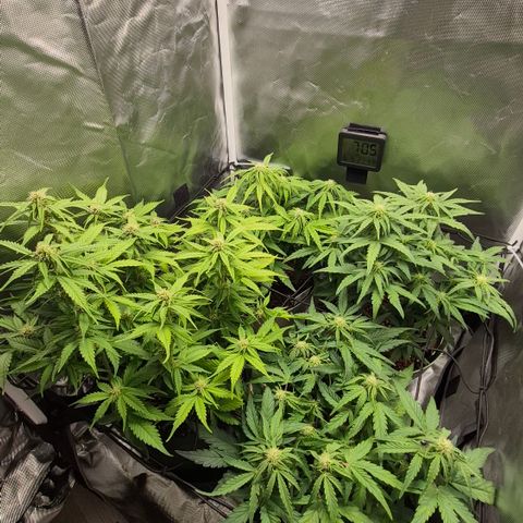 Passion Fruitz #1 growlog timeline photo