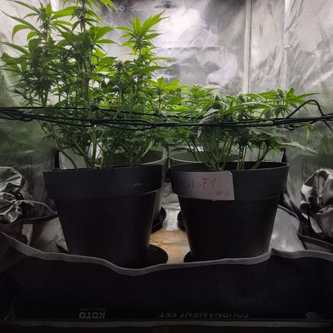Passion Fruitz #1 growlog timeline photo