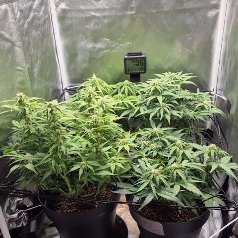 Passion Fruitz #1 growlog timeline photo