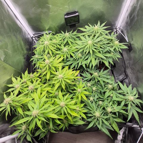 Passion Fruitz #1 growlog timeline photo