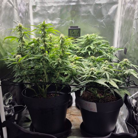 Passion Fruitz #1 growlog timeline photo