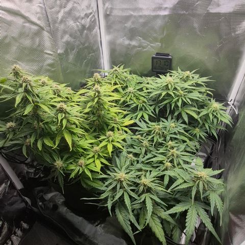 Passion Fruitz #1 growlog timeline photo