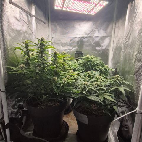 Passion Fruitz #1 growlog timeline photo
