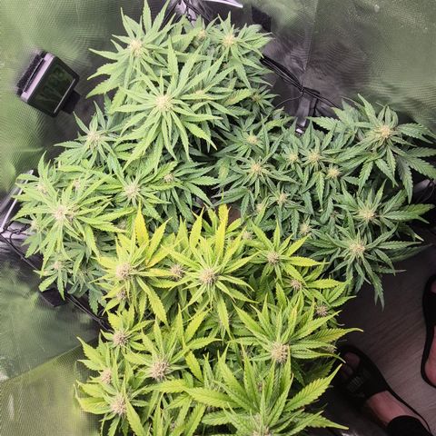 Passion Fruitz #1 growlog timeline photo