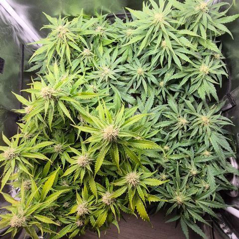 Passion Fruitz #1 growlog timeline photo