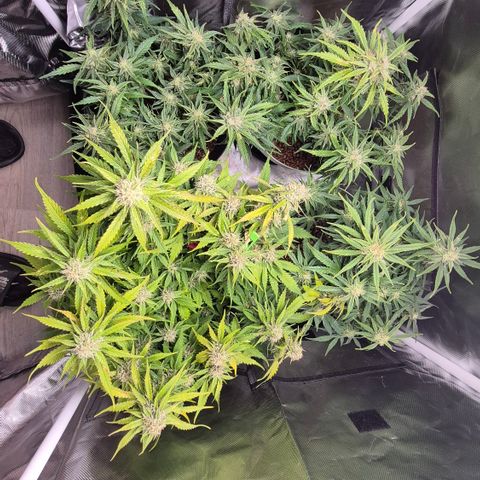 Passion Fruitz #1 growlog timeline photo