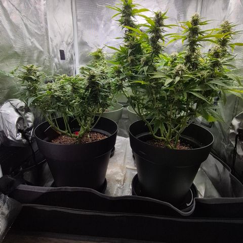 Passion Fruitz #1 growlog timeline photo