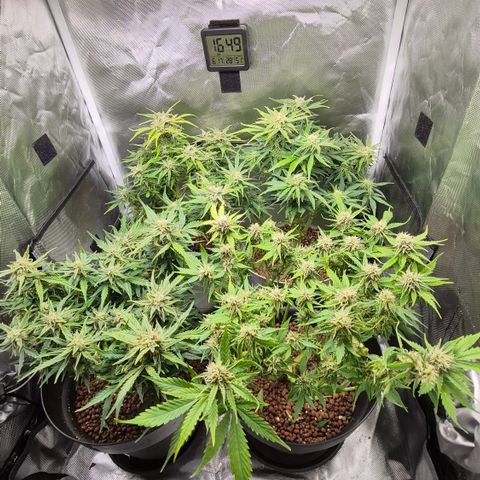 Passion Fruitz #1 growlog timeline photo