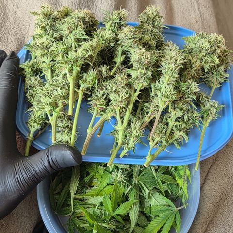 Passion Fruitz #1 growlog photo: Headbuds Geerntet