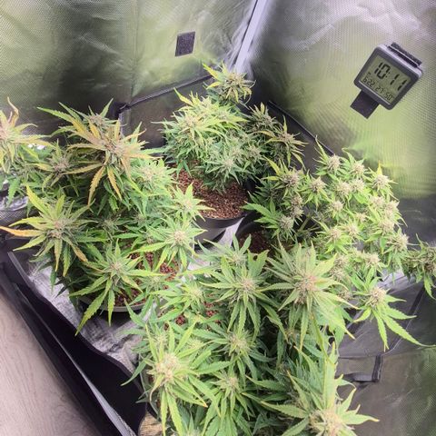 Passion Fruitz #1 growlog timeline photo