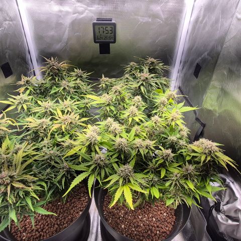 Passion Fruitz #1 growlog timeline photo