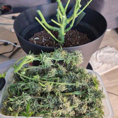 Passion Fruitz #1 growlog timeline photo