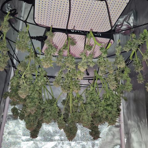 Passion Fruitz #1 growlog timeline photo