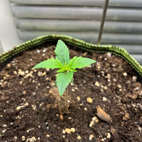 1. Pink Runtz growlog timeline photo